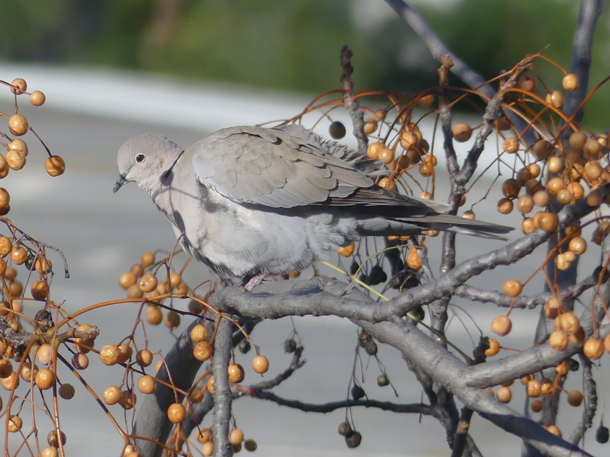 Горлиця садова - ML647458536