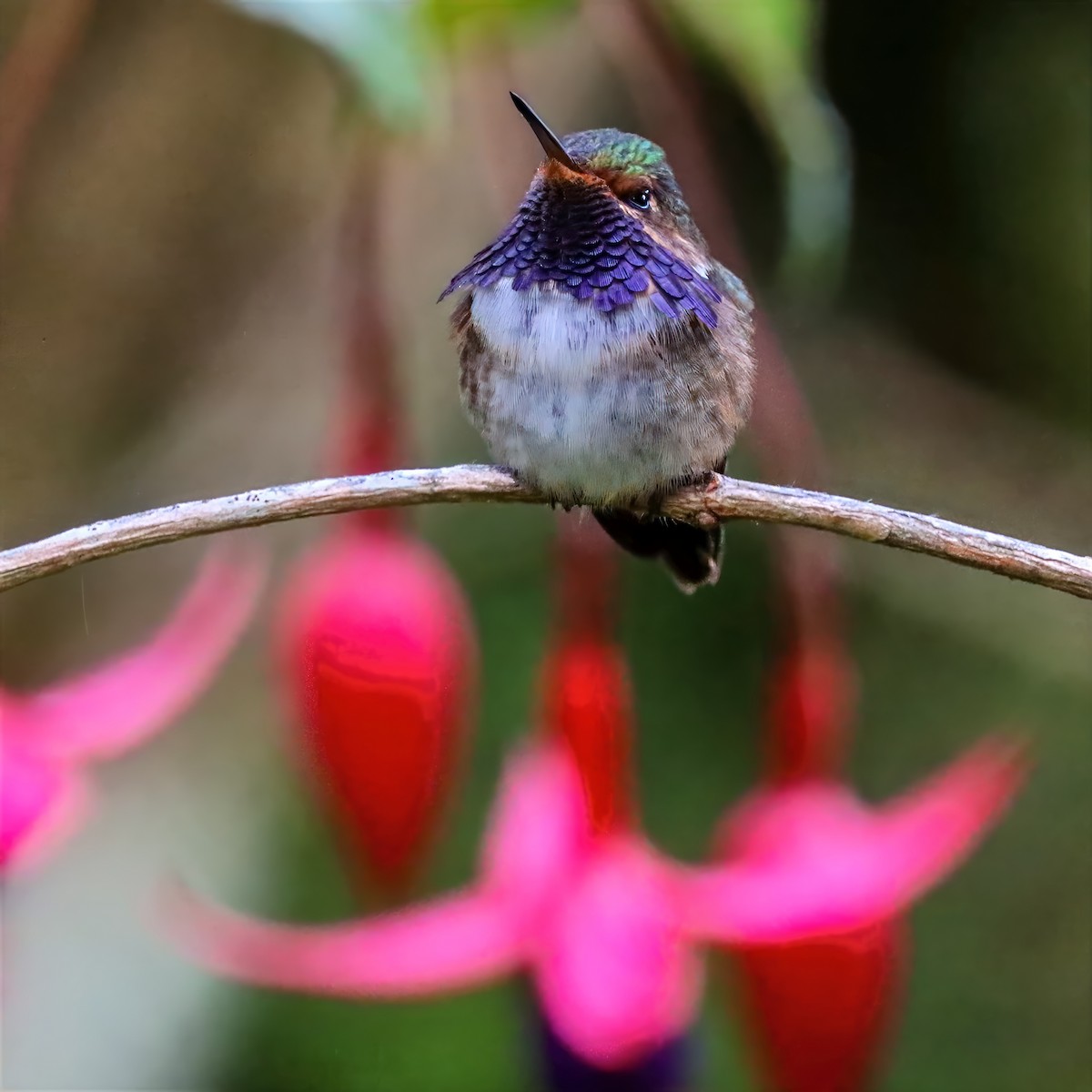 Колібрі-крихітка пурпуровогорлий - ML647458537