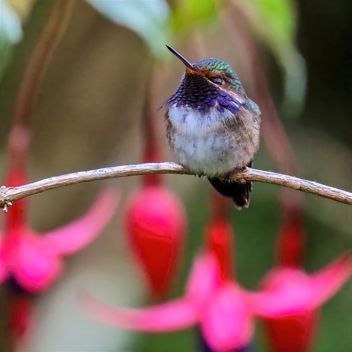 Колібрі-крихітка пурпуровогорлий - ML647458539