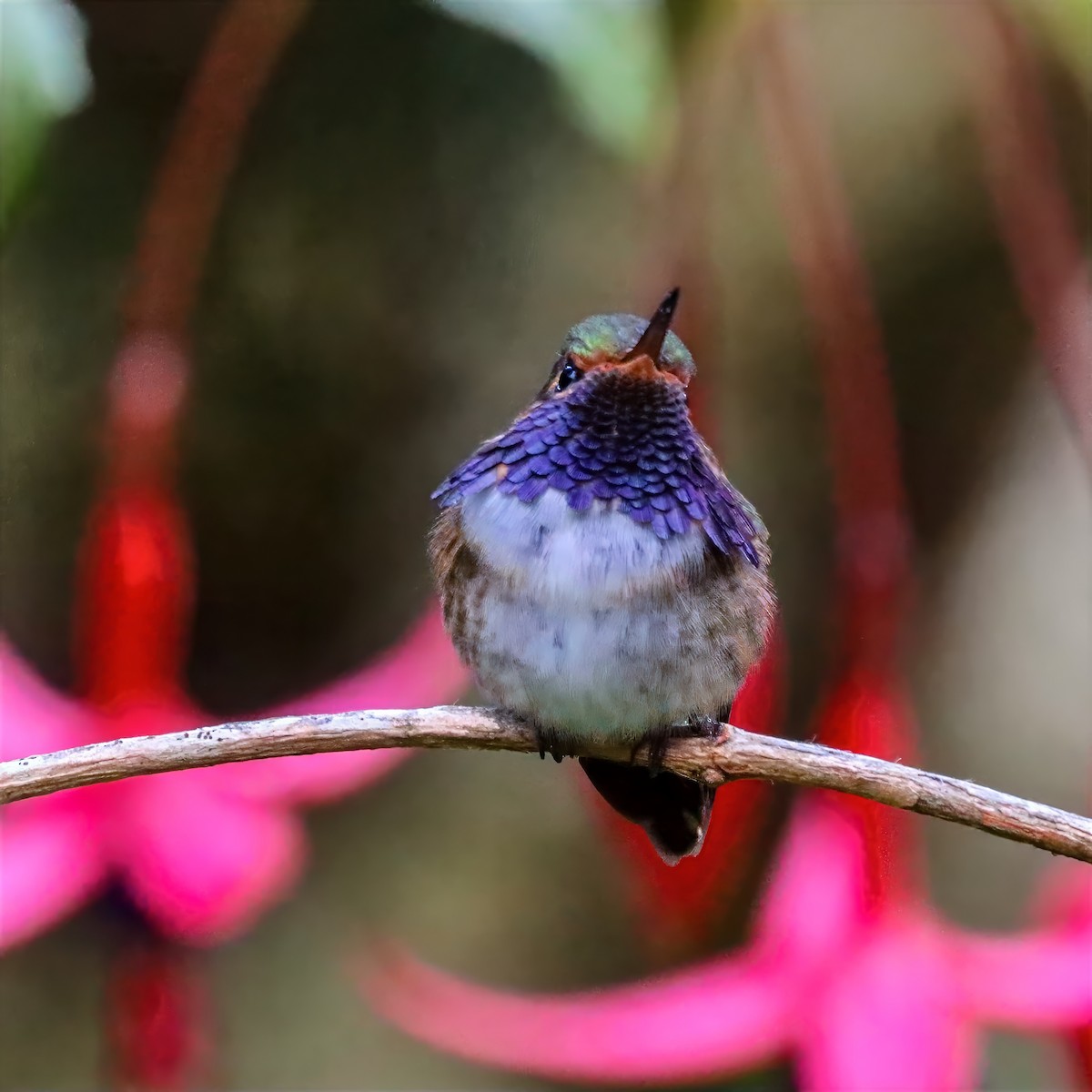 Колібрі-крихітка пурпуровогорлий - ML647458541