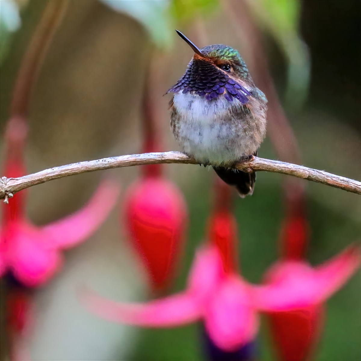 Колібрі-крихітка пурпуровогорлий - ML647458542