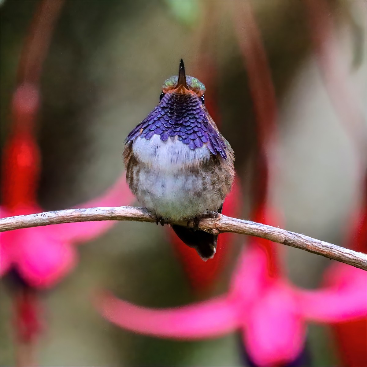 Колібрі-крихітка пурпуровогорлий - ML647458543