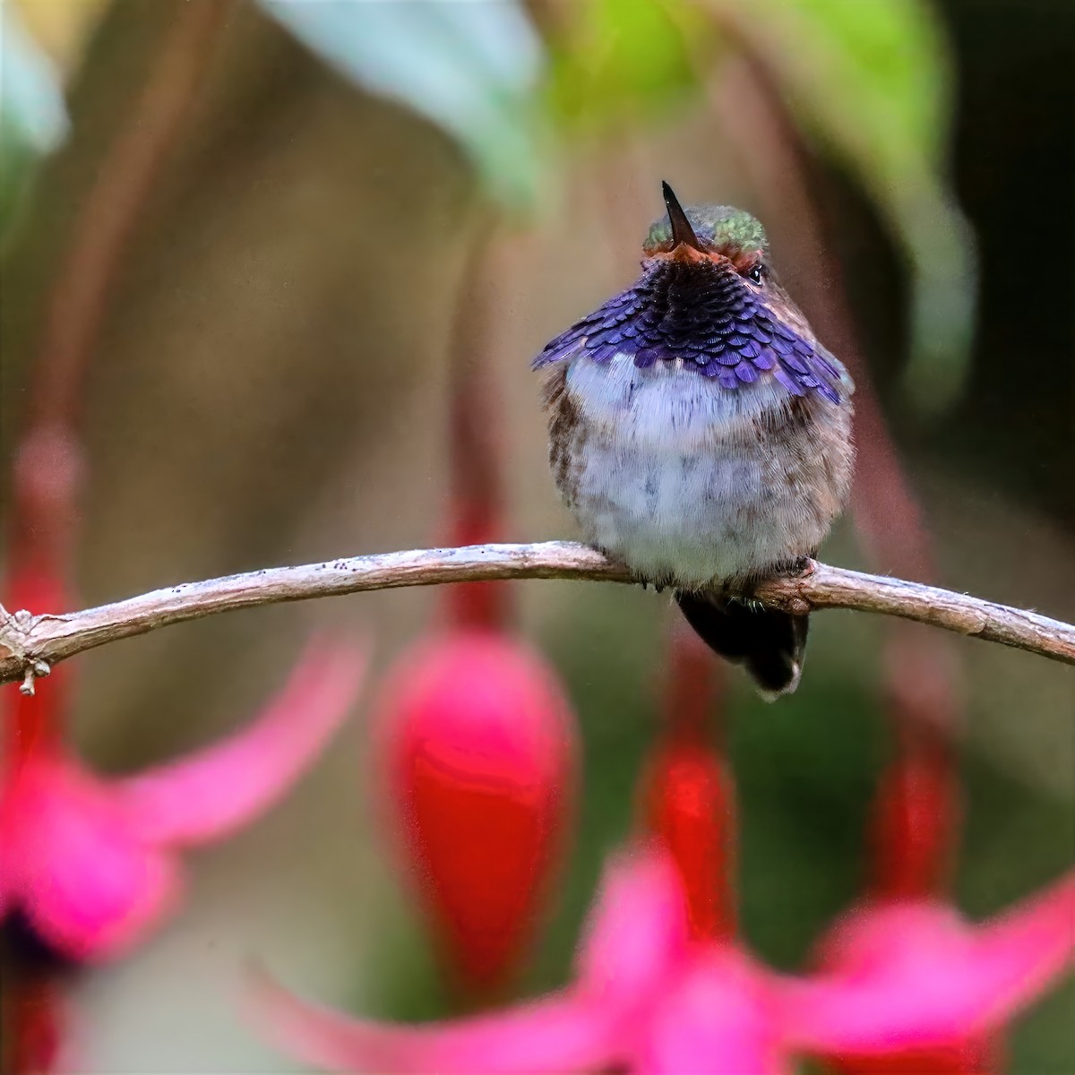 Колібрі-крихітка пурпуровогорлий - ML647458544