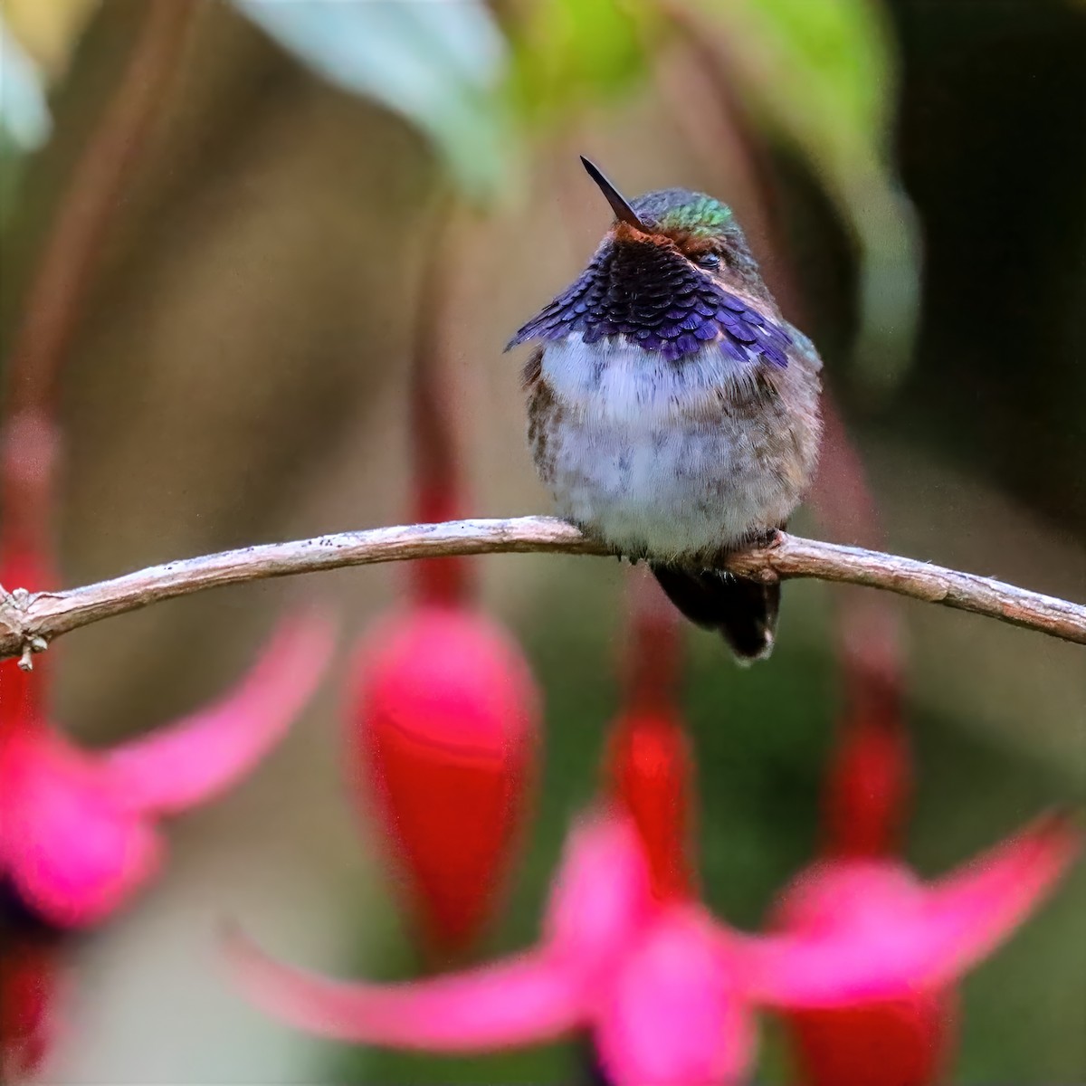 Колібрі-крихітка пурпуровогорлий - ML647458545