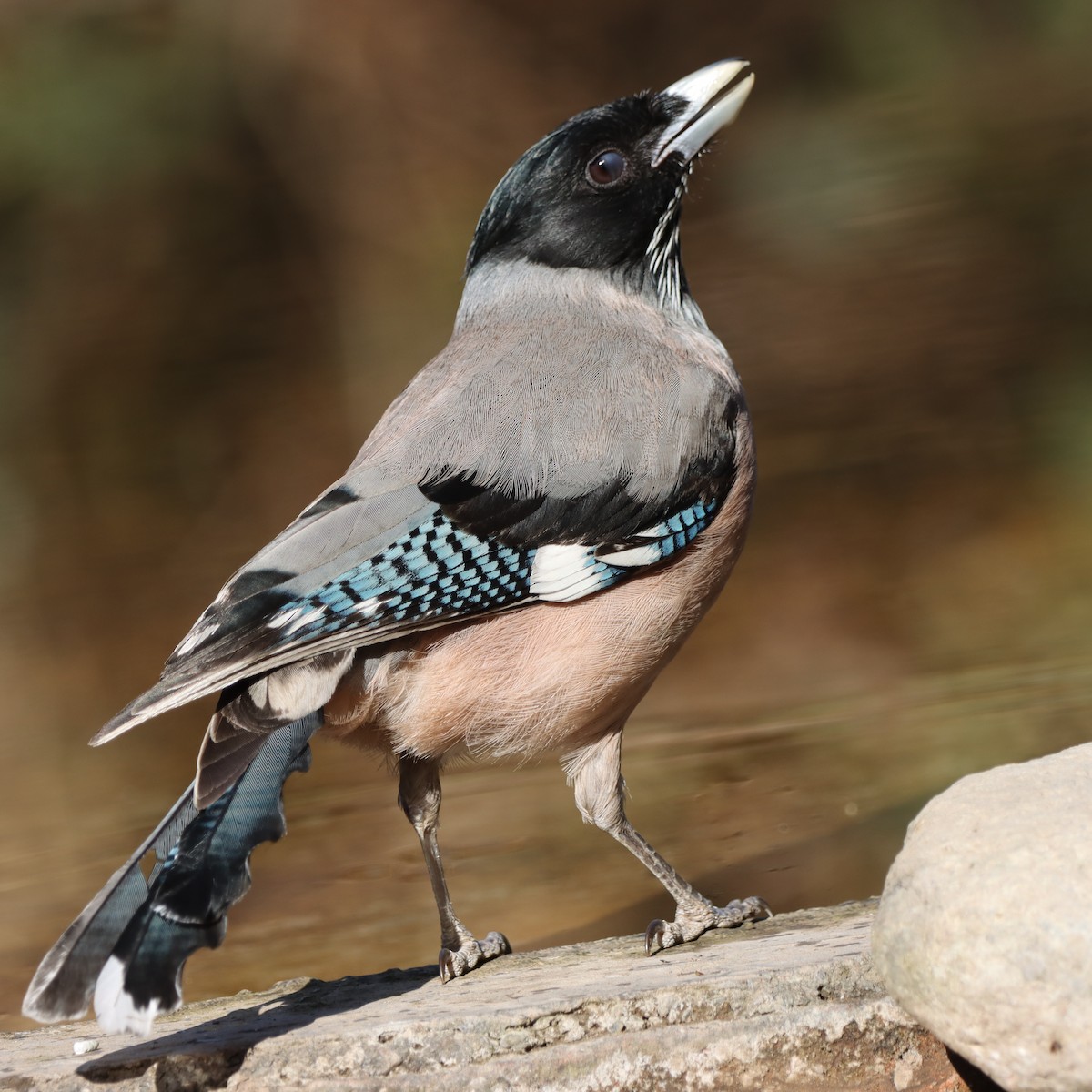 Сойка гімалайська - ML647458557