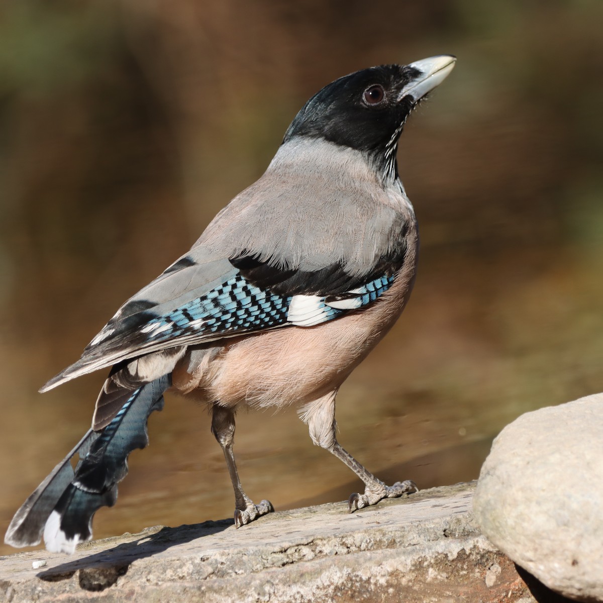 Сойка гімалайська - ML647458775