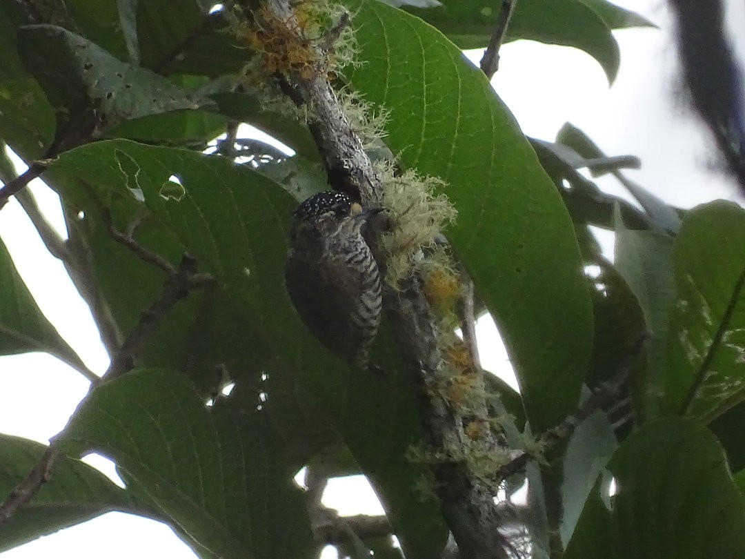 Добаш зебровий - ML647458990