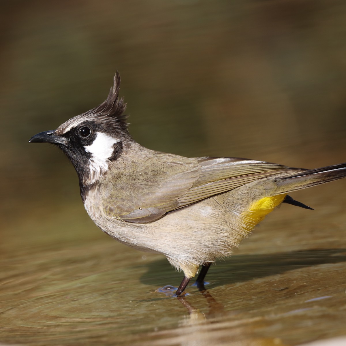 Бюльбюль білощокий - ML647458991