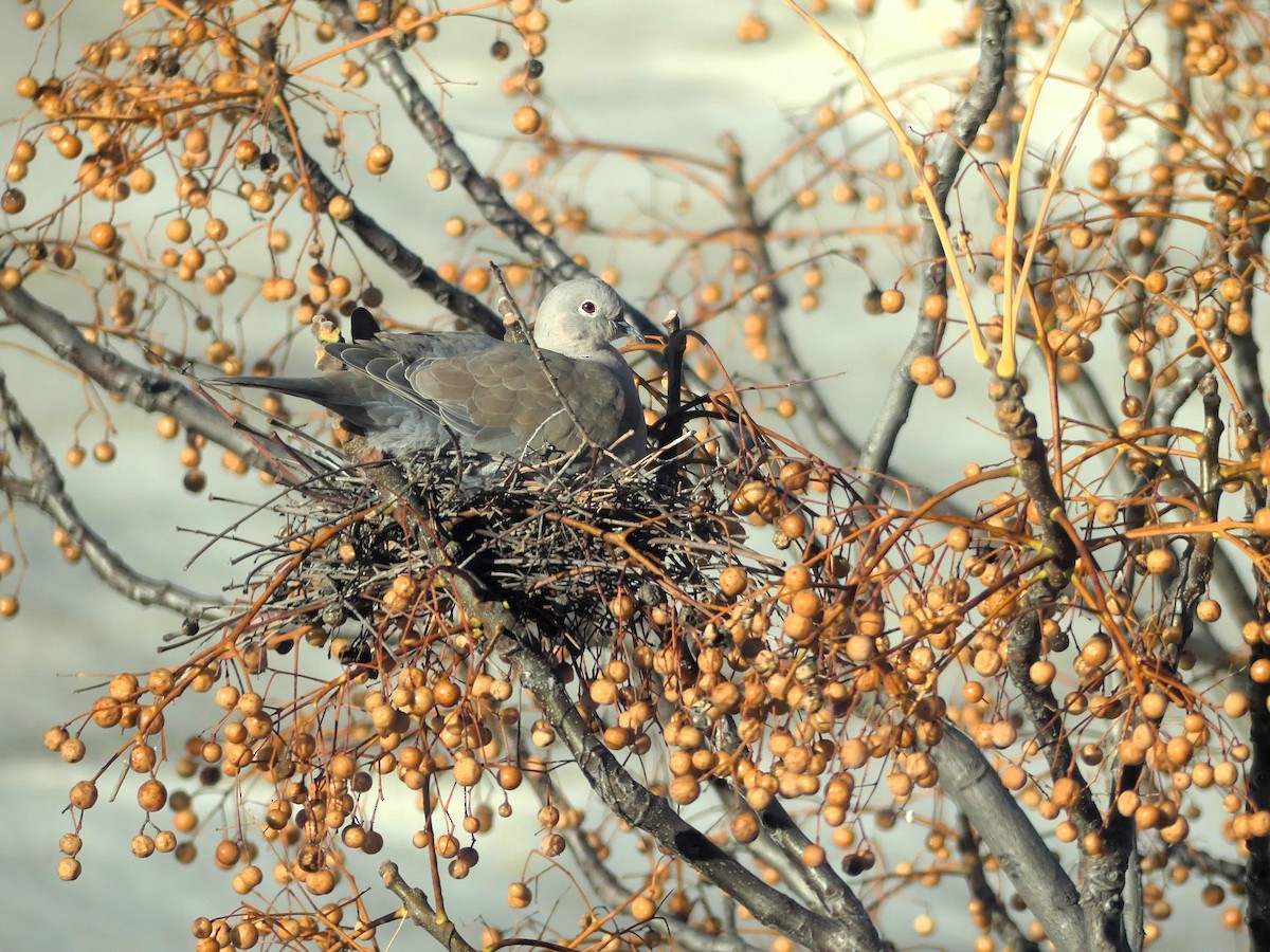 Горлиця садова - ML647458992