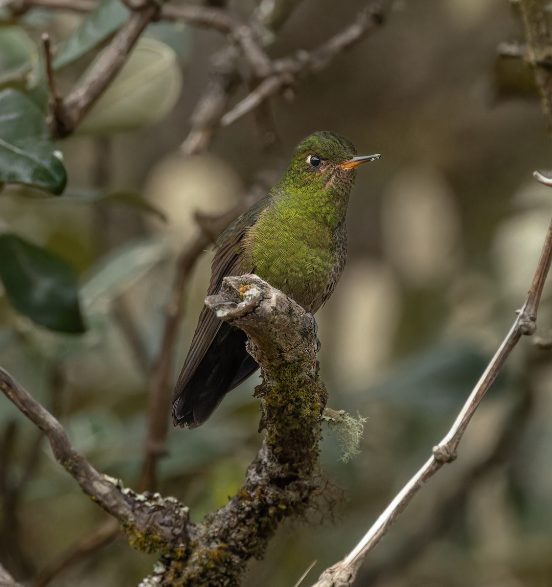 Колібрі-барвограй зелений (підвид primolina) - ML647458993