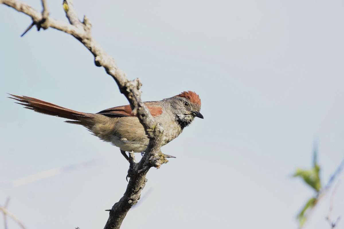 Sooty-fronted Spinetail - ML647458994