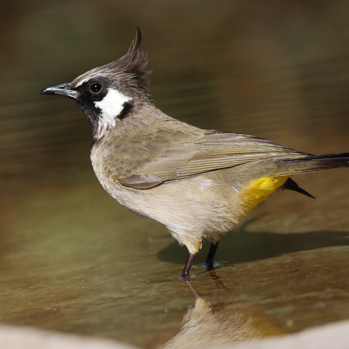 Бюльбюль білощокий - ML647458997