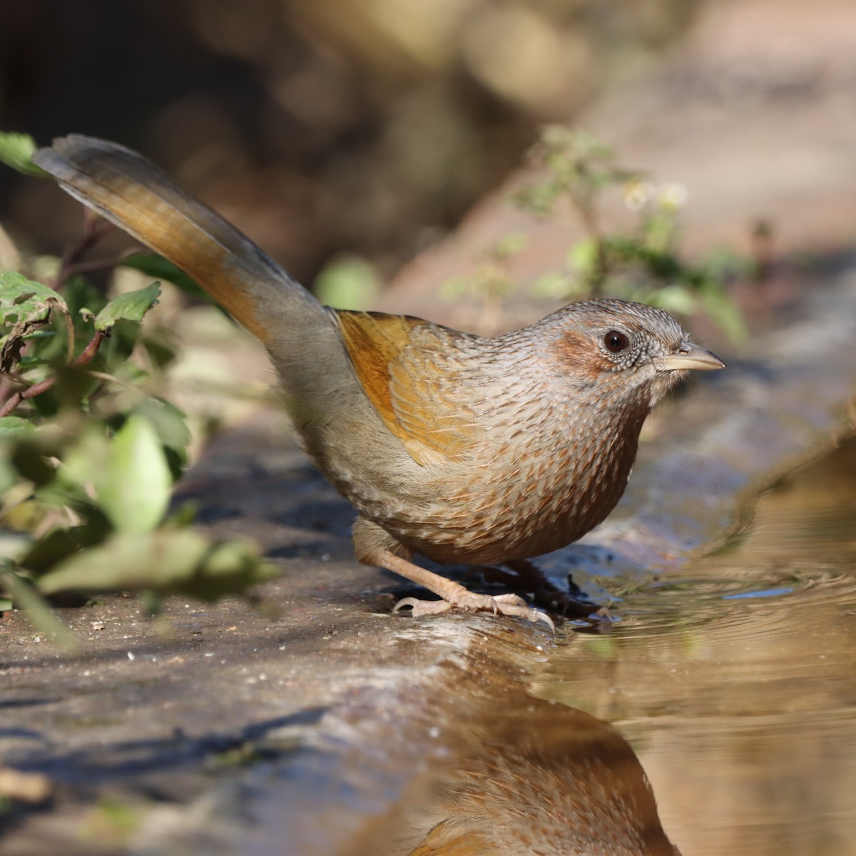 Yağmurlu Gevezeardıç - ML647459022