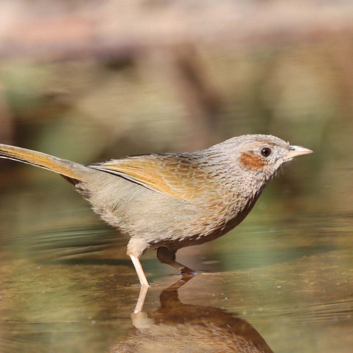 Yağmurlu Gevezeardıç - ML647459026