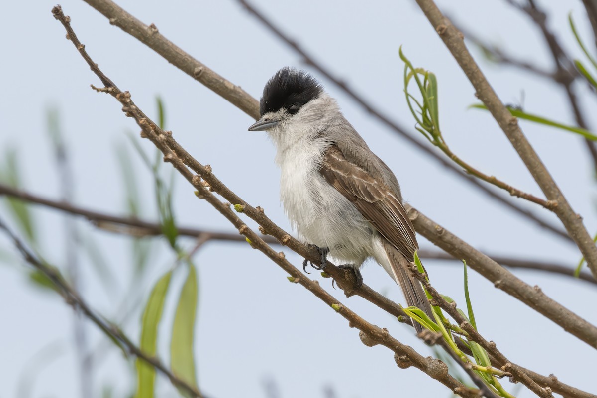 White-naped Xenopsaris - ML647459076
