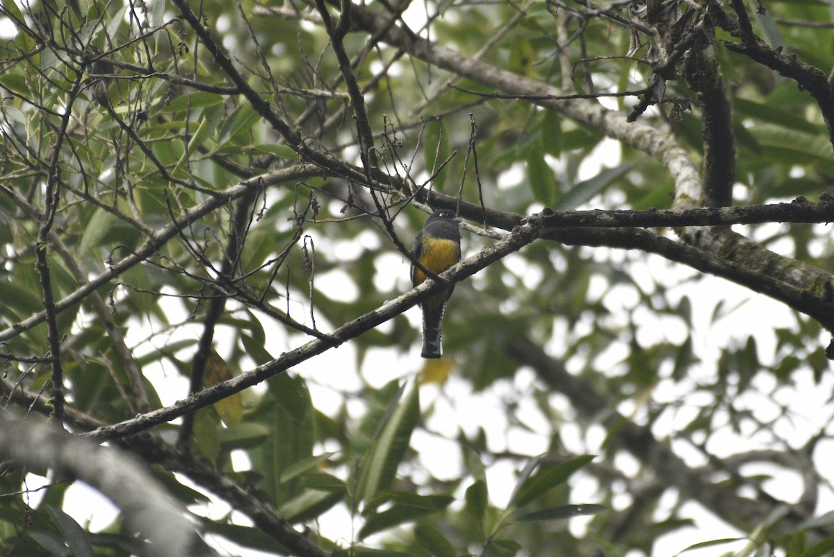 Mor Trogon - ML647459085