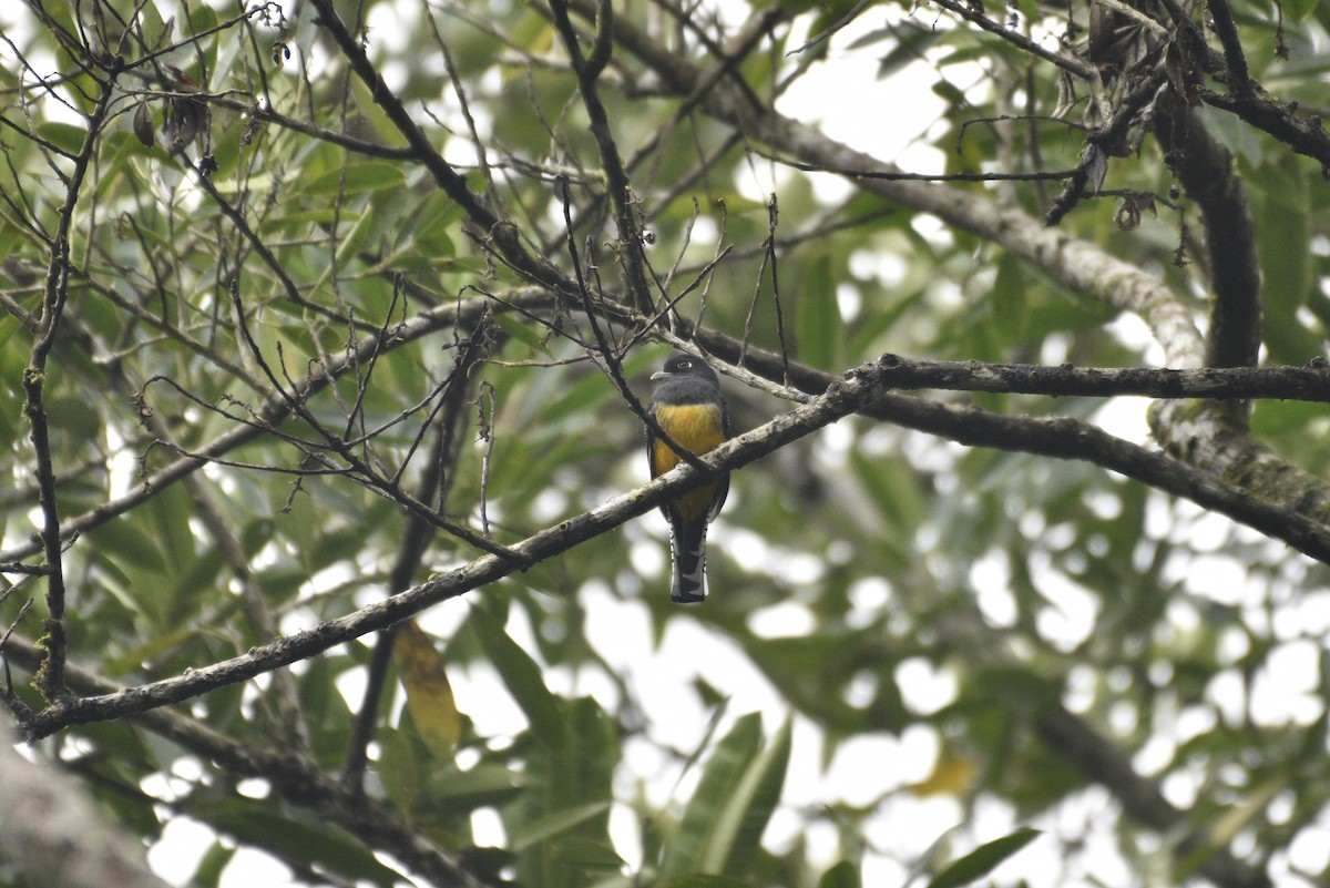 Mor Trogon - ML647459088