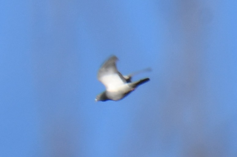 Kaya Güvercini (evcil tip) - ML647459101