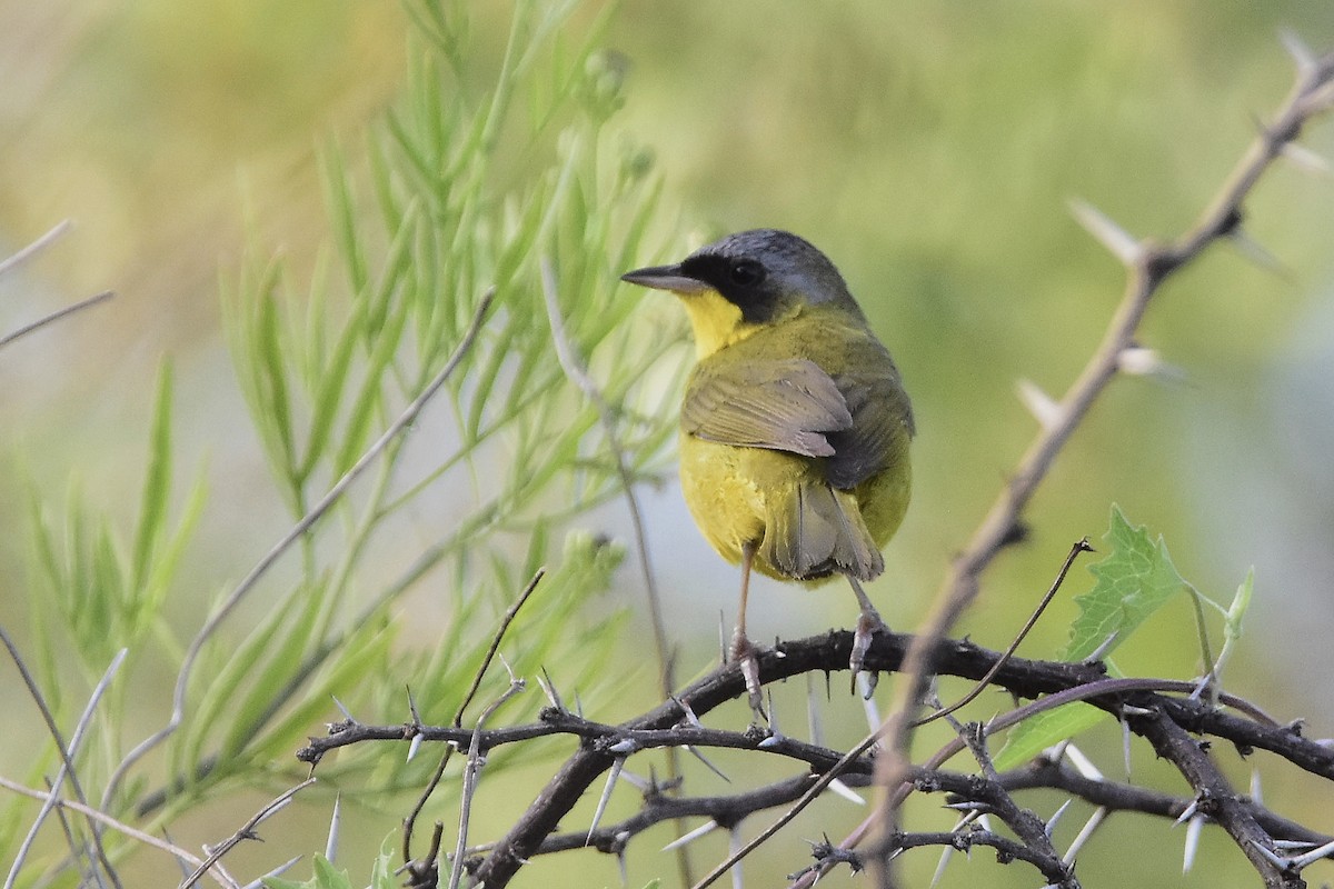 Southern Yellowthroat - ML647459168
