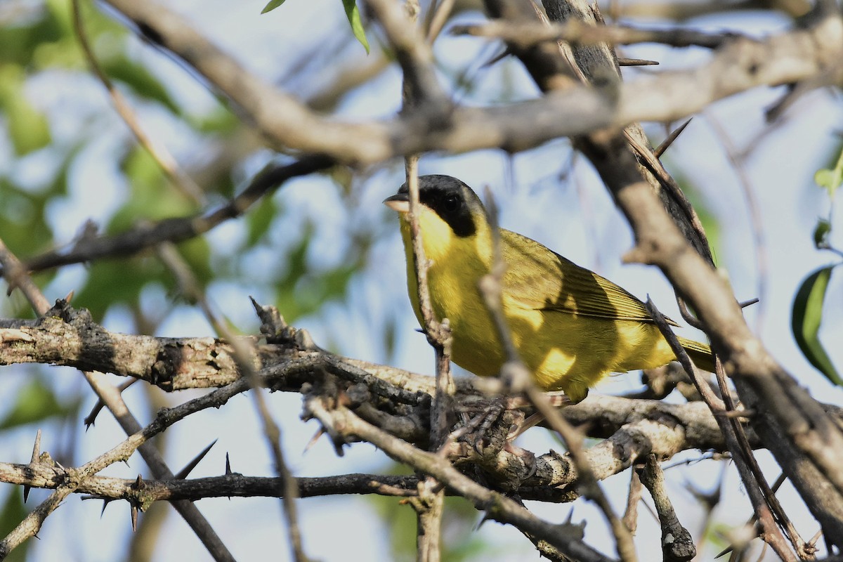 Southern Yellowthroat - ML647459169