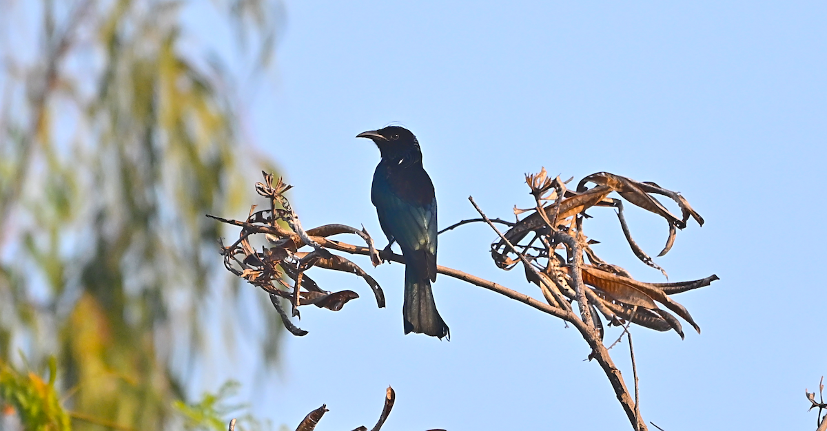 Hair-crested Drongo - ML647459184