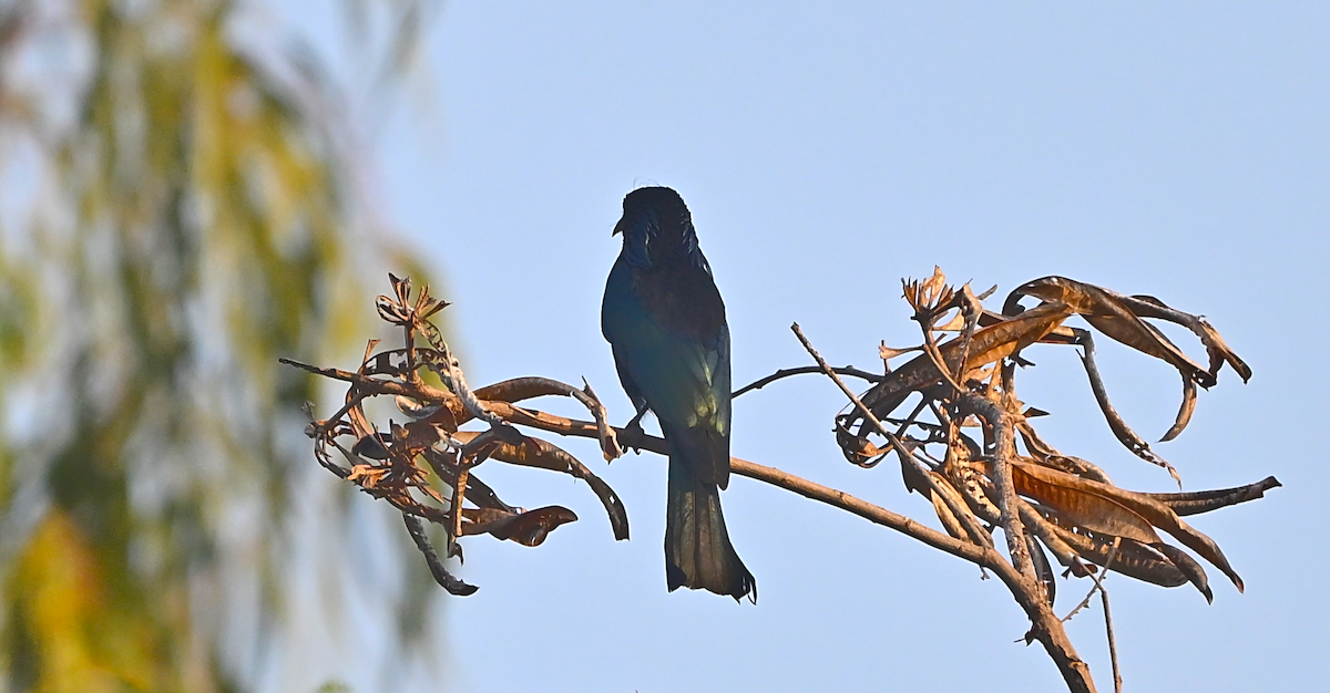 Hair-crested Drongo - ML647459185