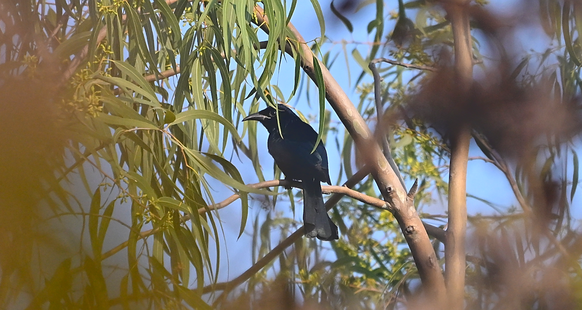 Hair-crested Drongo - ML647459186