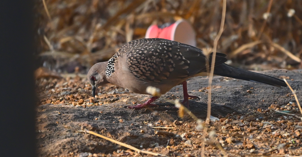 indiapåfugl - ML647459200