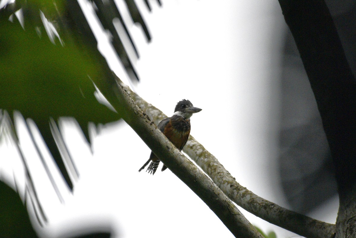 Ringed Kingfisher - ML647459202