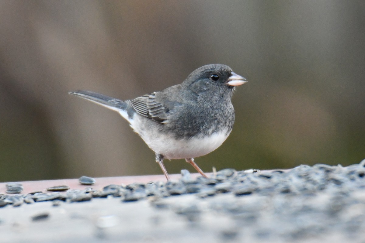 vinterjunko - ML647459203