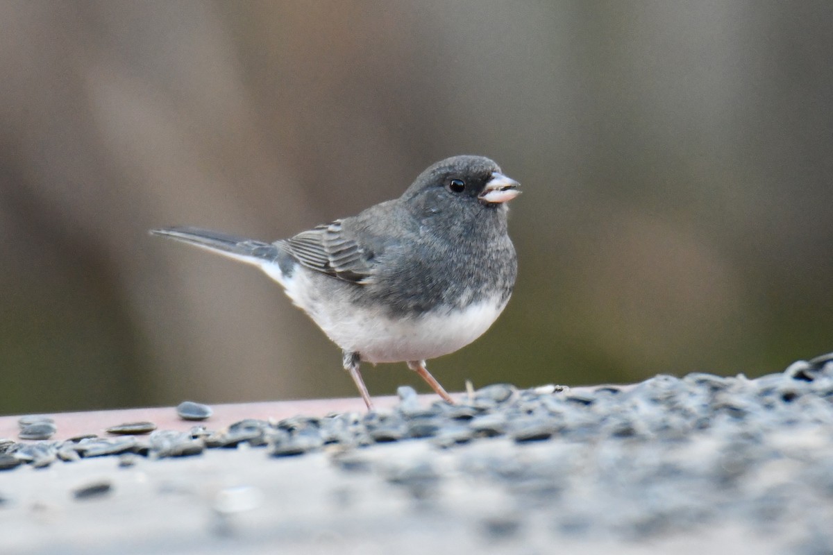 vinterjunko - ML647459205