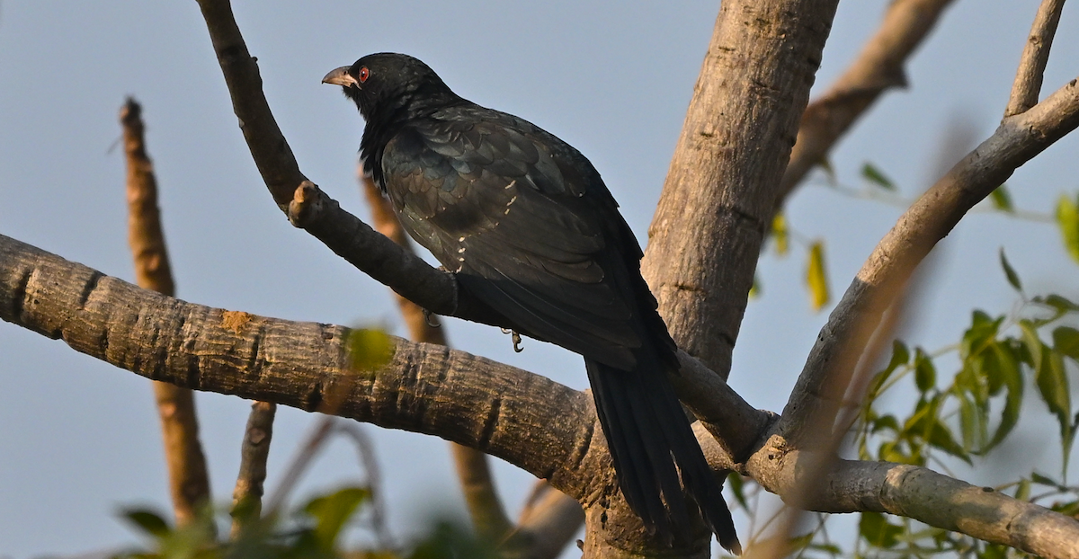 grønnebbkoel - ML647459206