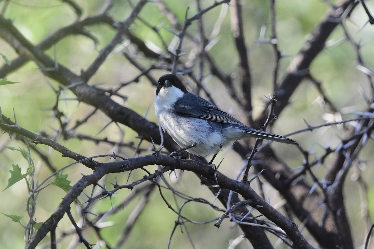 munkespurv - ML647459209