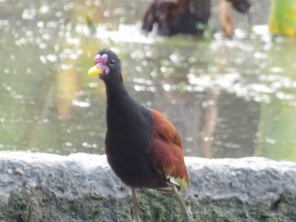 rødflikbladhøne (jacana gr.) - ML647459210