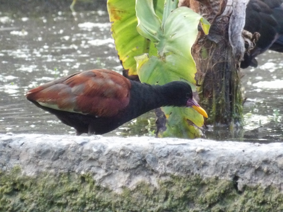 rødflikbladhøne (jacana gr.) - ML647459211