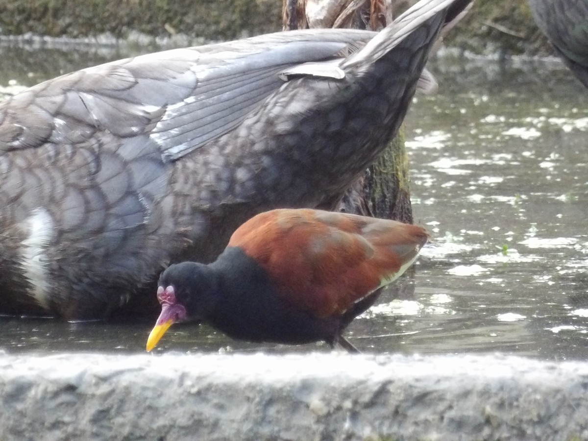 rødflikbladhøne (jacana gr.) - ML647459212