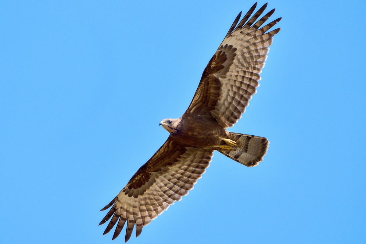 orientvepsevåk - ML647459213