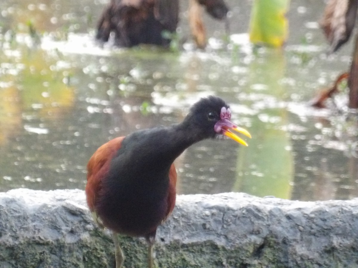 rødflikbladhøne (jacana gr.) - ML647459214