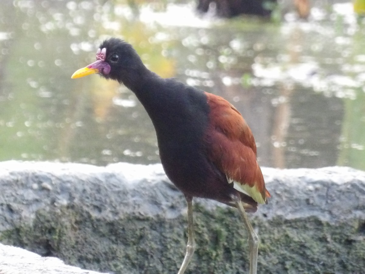 rødflikbladhøne (jacana gr.) - ML647459215