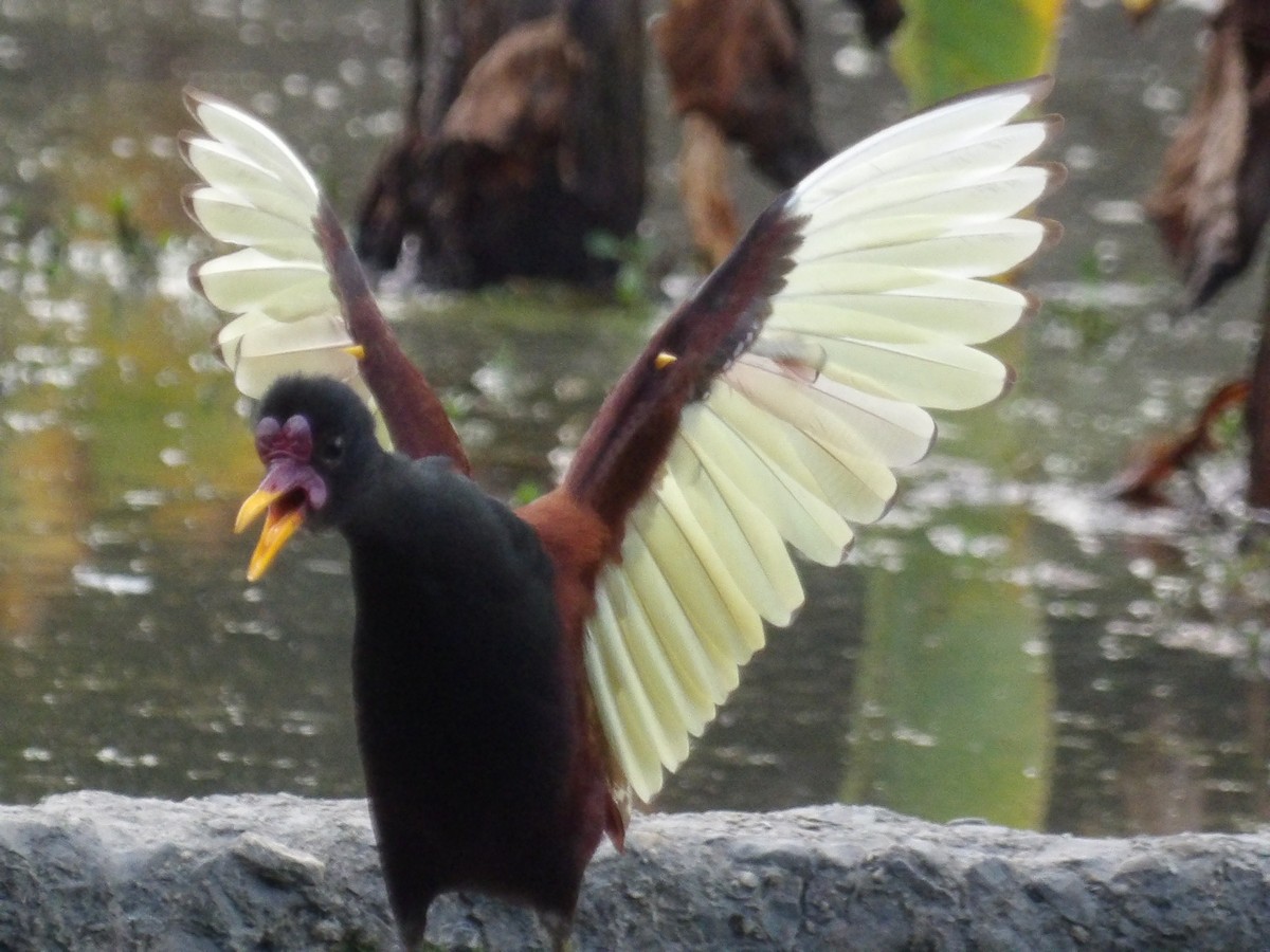 rødflikbladhøne (jacana gr.) - ML647459216