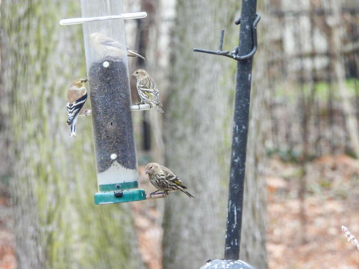 stripesisik - ML647459218