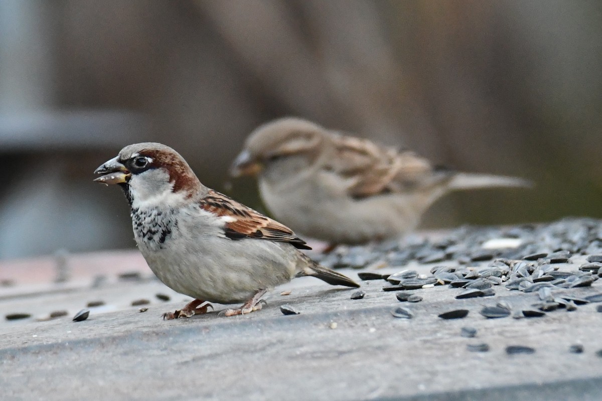 gråspurv - ML647459219