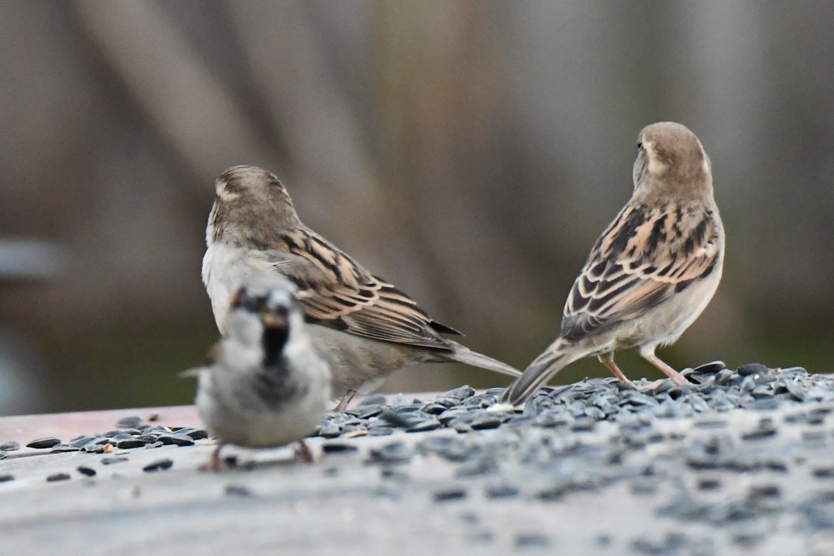 gråspurv - ML647459220