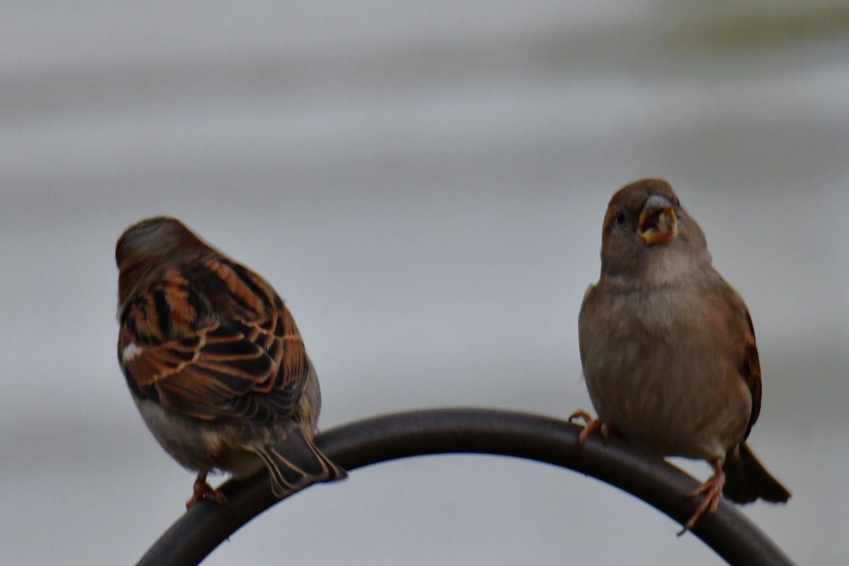 gråspurv - ML647459221