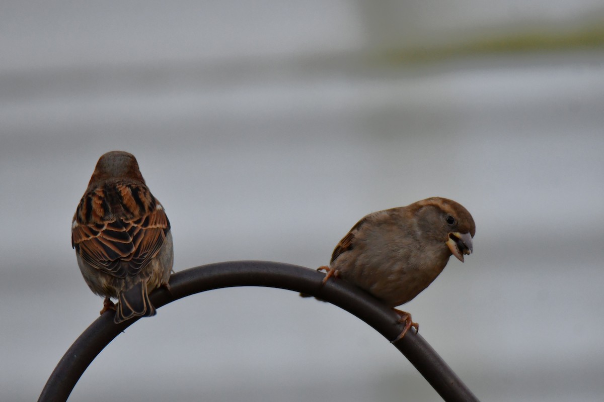 gråspurv - ML647459222