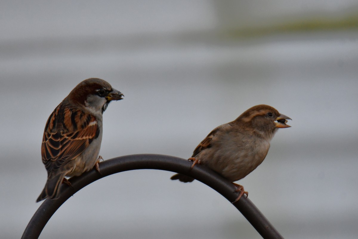 gråspurv - ML647459223