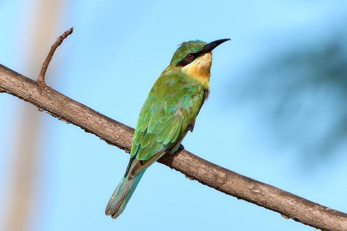 blåstjertbieter - ML647459224