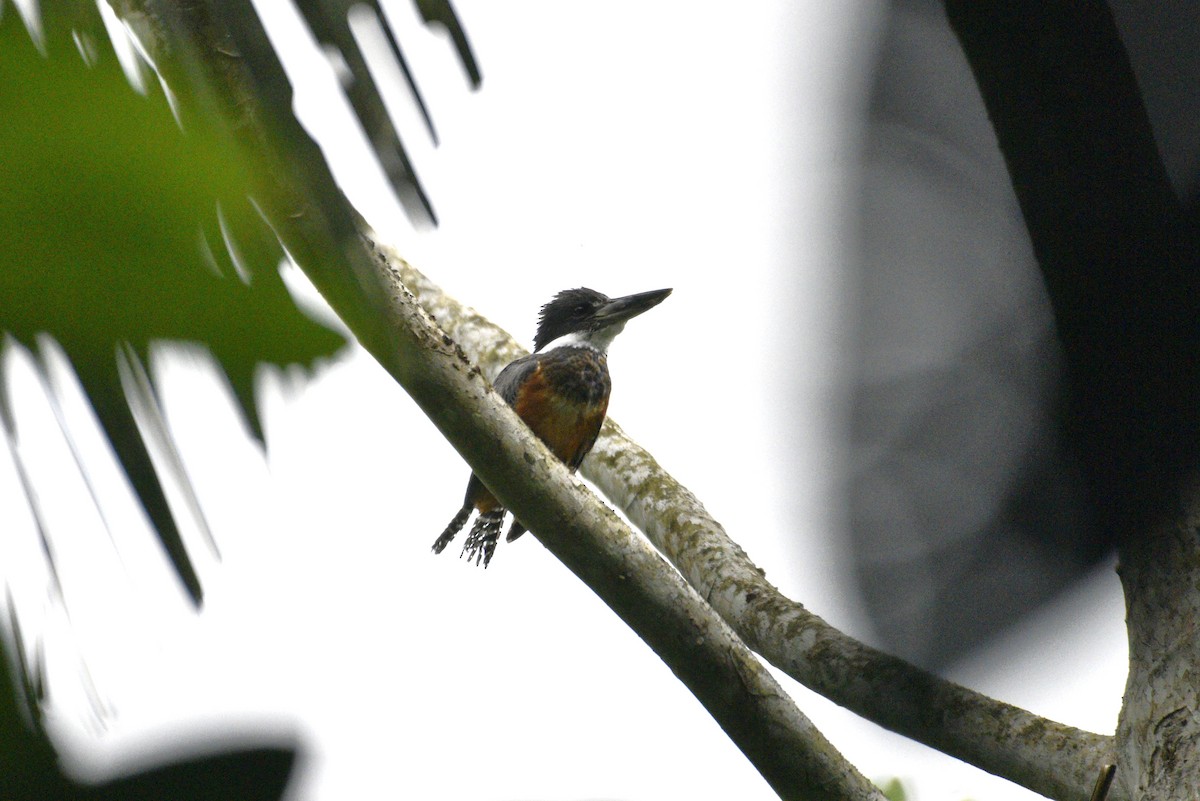 ringisfugl - ML647459225