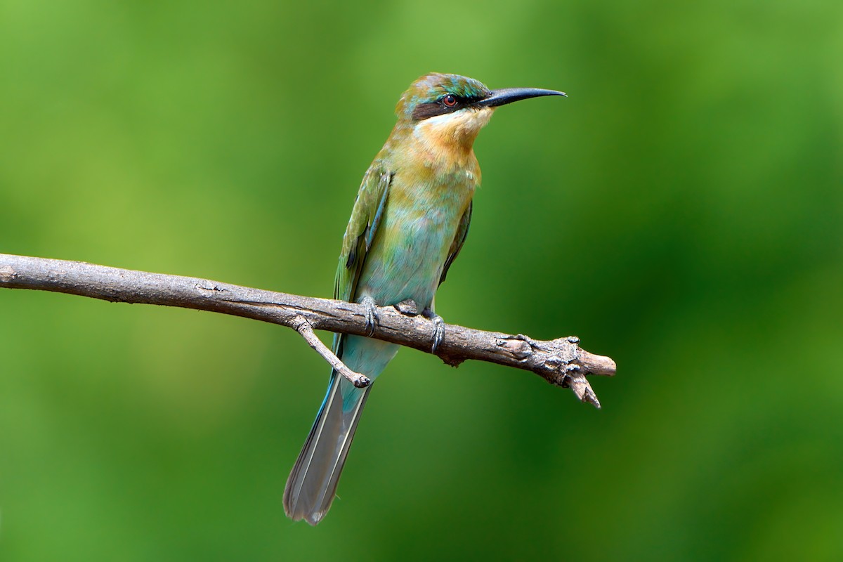 blåstjertbieter - ML647459226