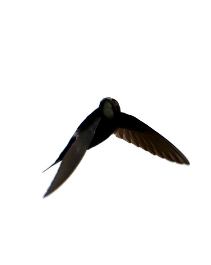 hvitgumpseiler - ML647459227